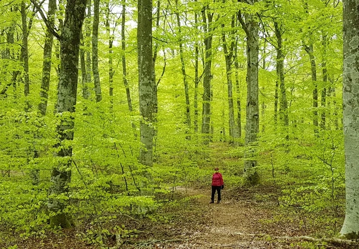 Vandra i Surö bokskog