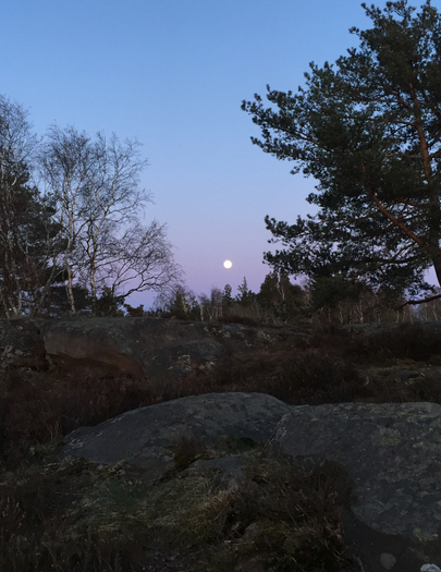 Skogsbad i månsken