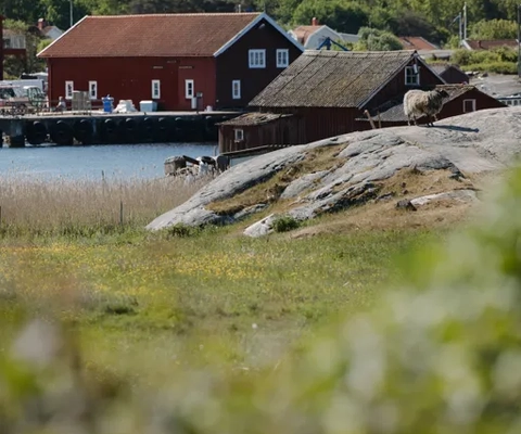 Utsikt över Koster från Kosterhavets Ekobod.