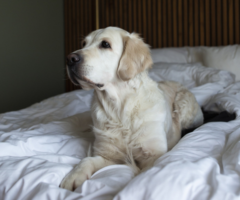 Hotel Strana hund i säng