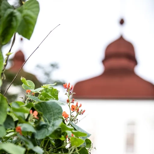 En kaprifol som växer i en slottsträdgård