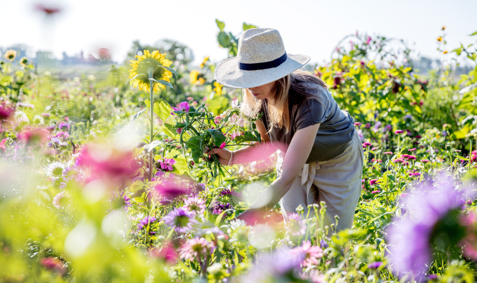 En kvinna i hatt plockar blommor på ett fält.