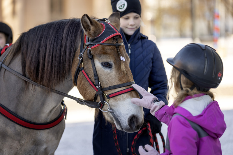 En ung flicka klappar en häst medan andra tittar på.
