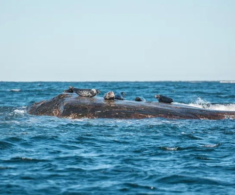 Sälsafari med Kastor Boat Trips