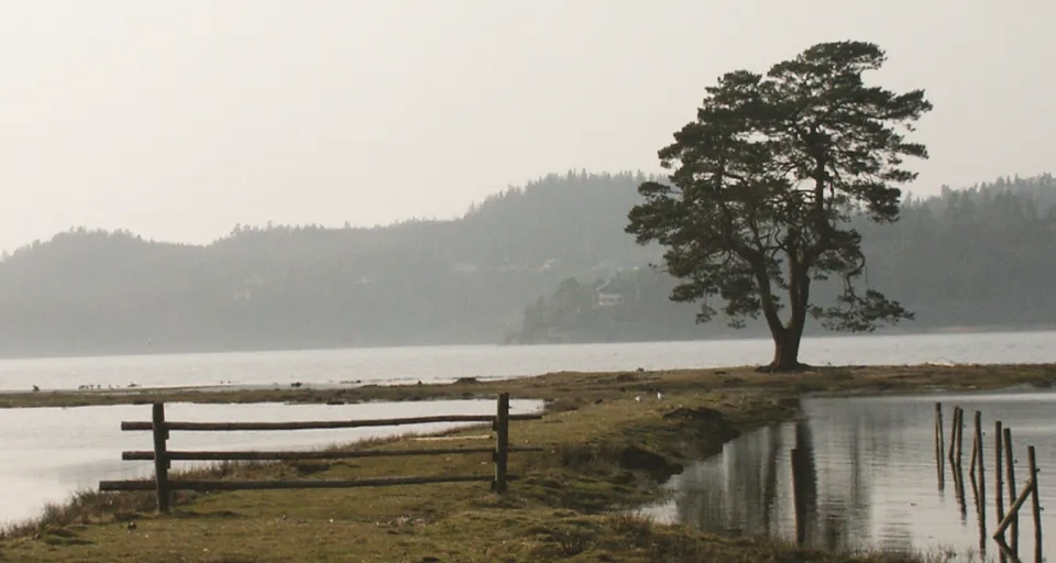 Ett ensamt träd som står intill ett vattendrag.