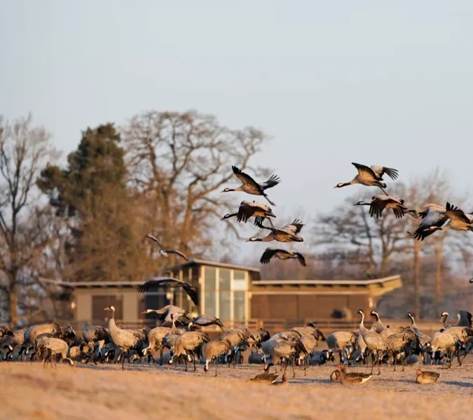 En flock tranor som flyger över ett torrt gräsfält.