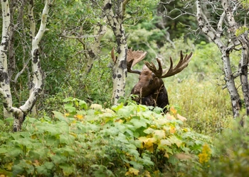 älg skog älgsafari