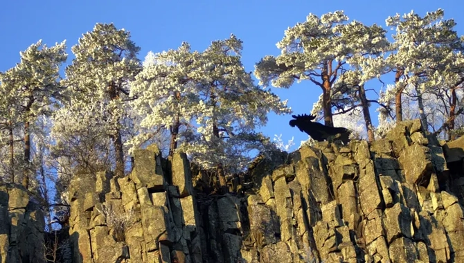 En älg som står på toppen av en klippa.