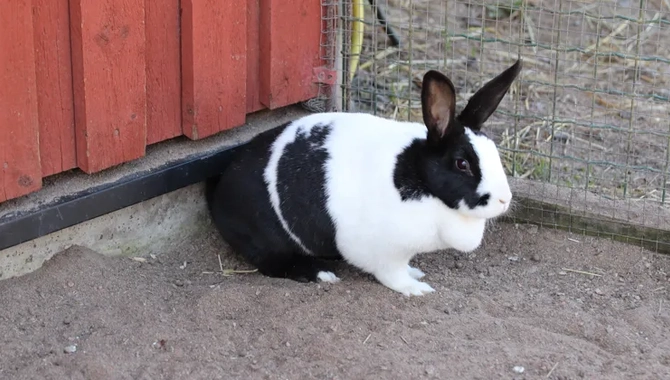Svartvit kanin