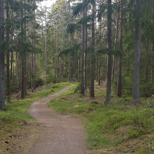En grusväg mitt i en skog.