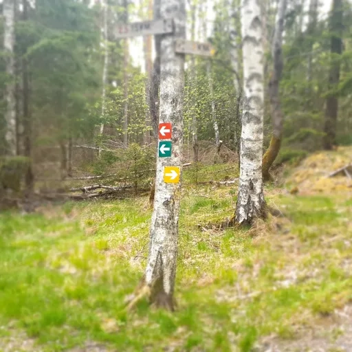Skyltar som visar olika leder mitt i en skog.