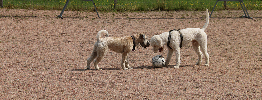 Hundmys med Orust Hundägarförening