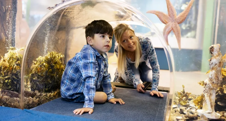 Barn upptäcker ett akvarium.