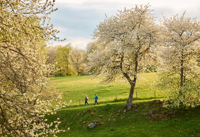 Vandring vid Höjentorp bland blommande körsbärsträd