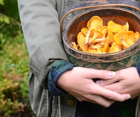Kvinna med korg med kantareller i famnen.