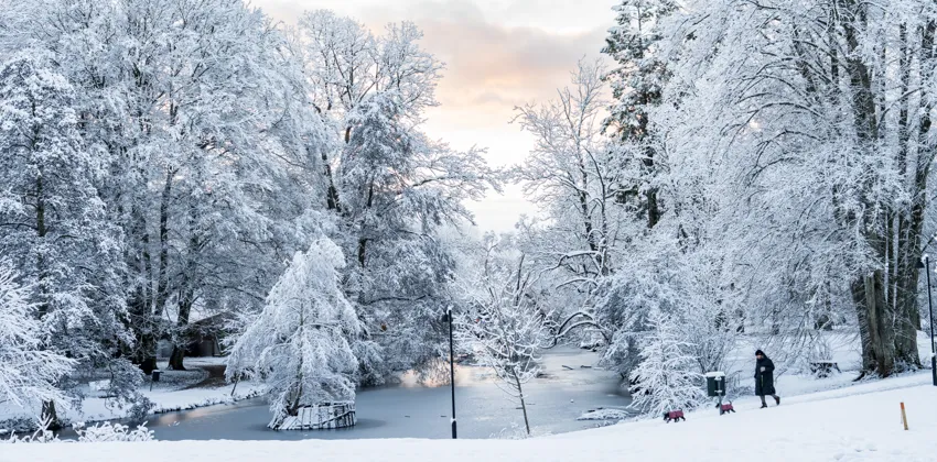 Kvinna promenerar med hundar i vinterlandskap.