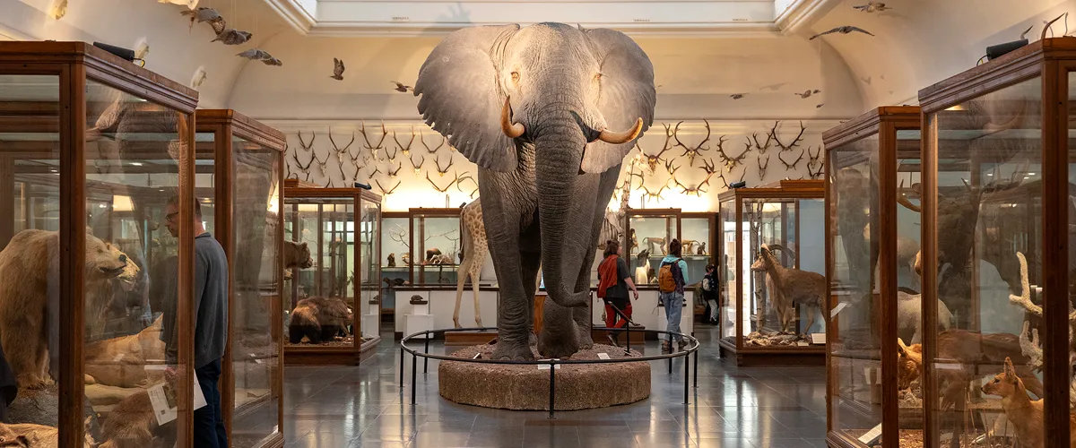 Göteborgs naturhistoriska museum