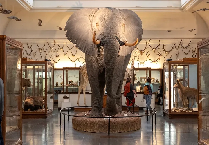 Göteborgs naturhistoriska museum