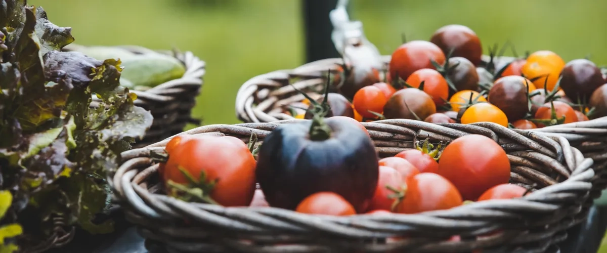 En korg med tomater och andra grönsaker på ett bord.