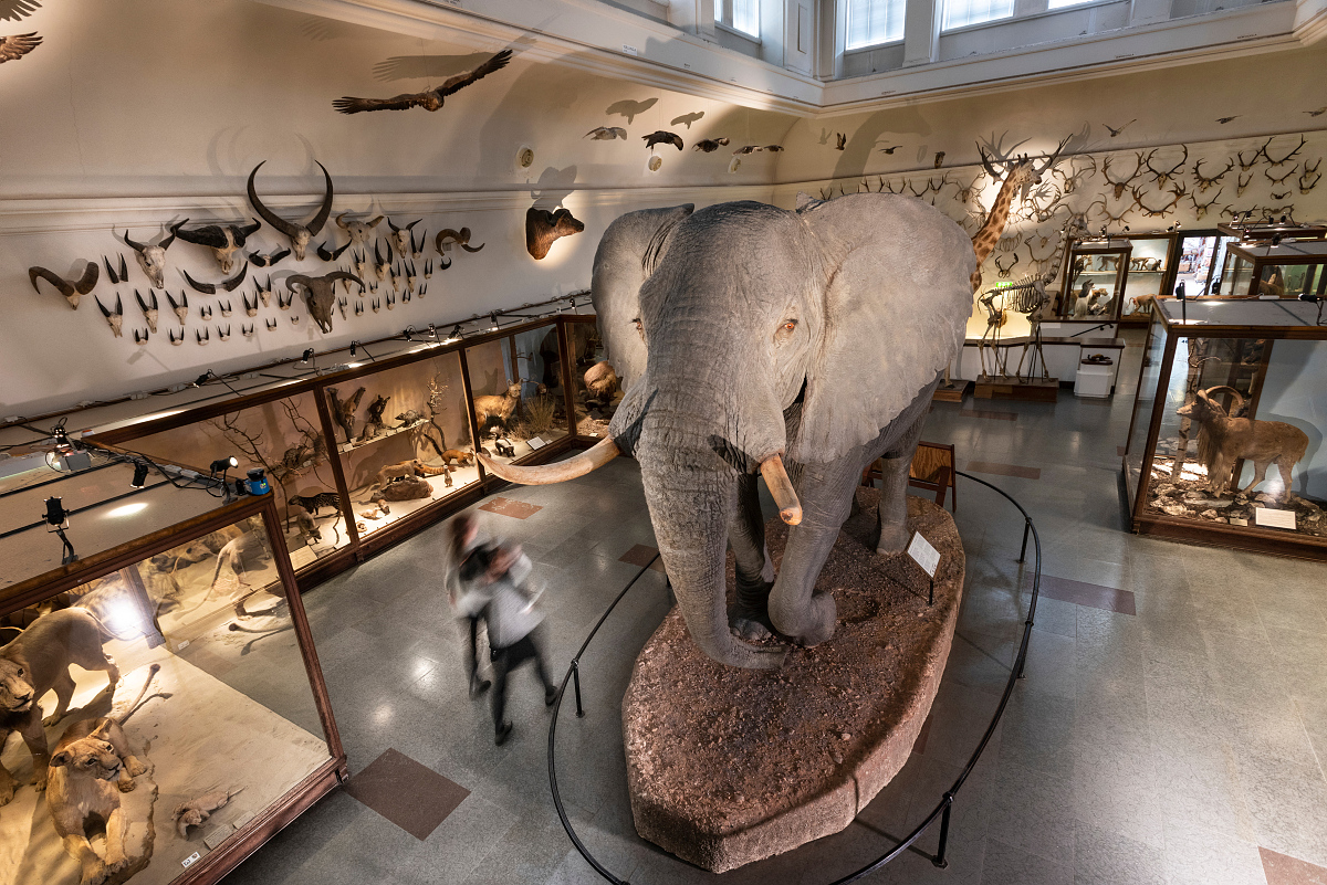 Däggdjurssalen på Göteborgs naturhistoriska museum, tagen uppifrån. 