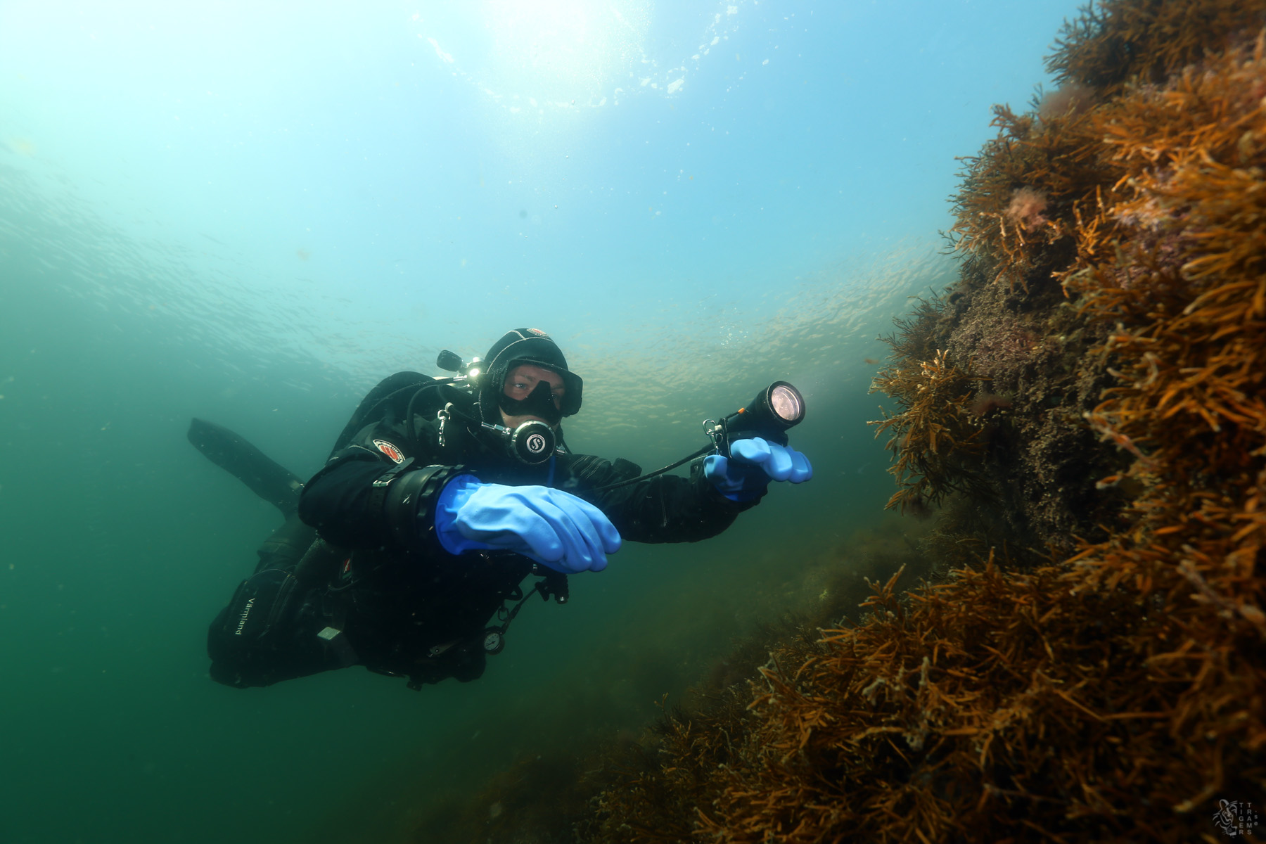 Dykare under vattnet.