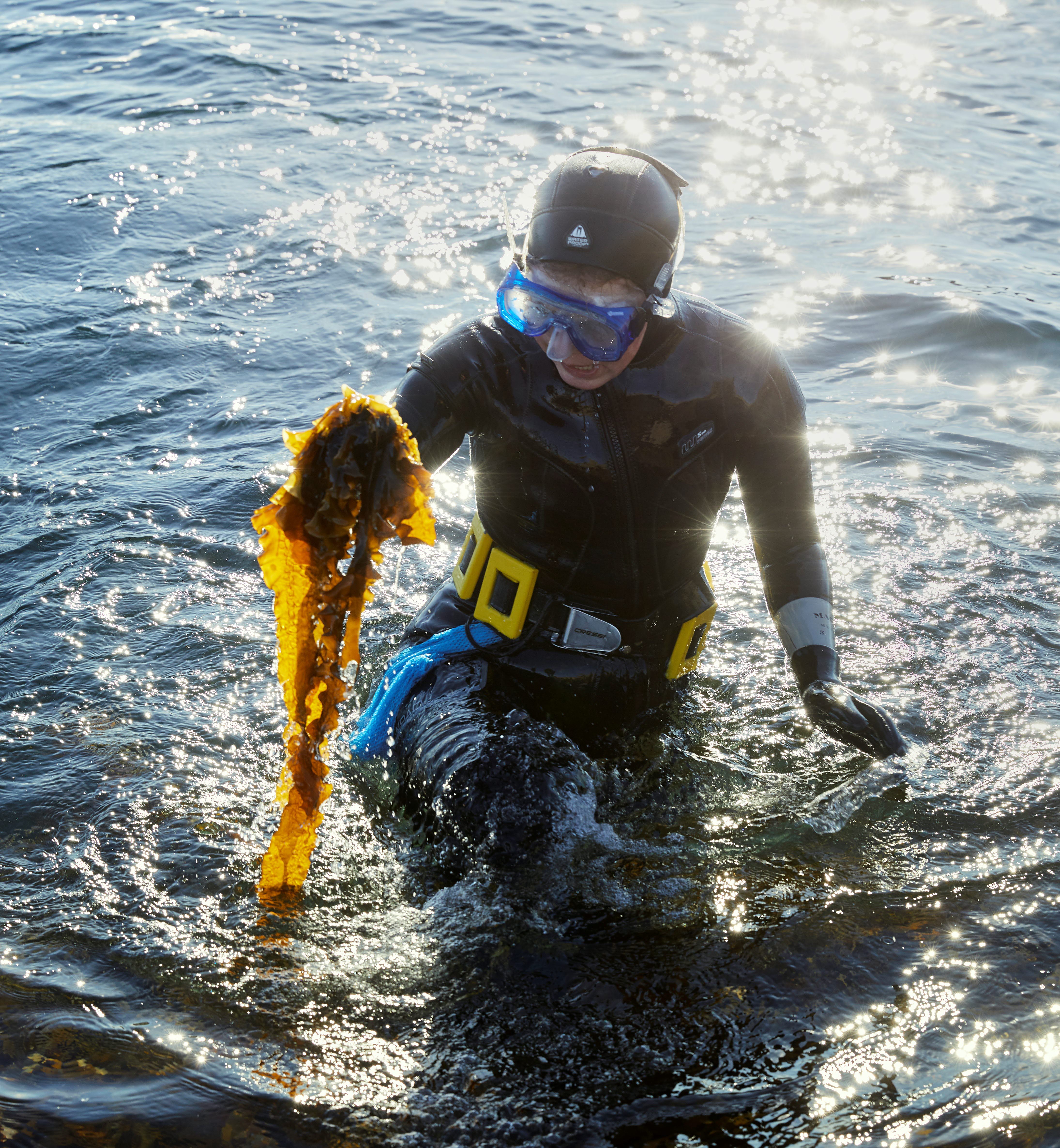 Tångdykerskan Karolina Martinson från Algblomman kliver upp ur havet iförd dykardräkt och cyklop med en stor tångruska i handen