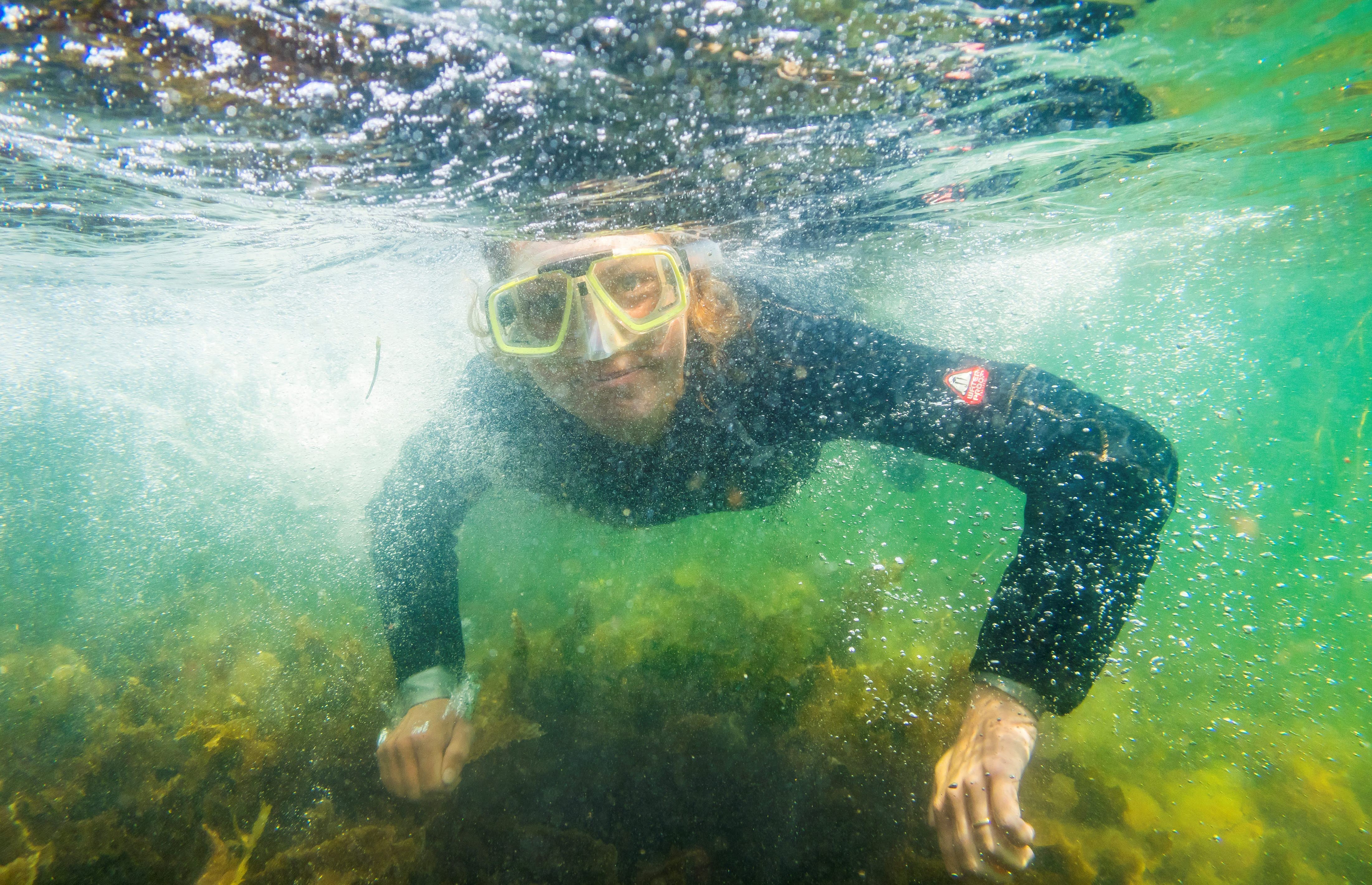 Undervattensbild på tångdykerskan Karolina Martinson från Algblomman iförd dykardräkt och cyklop