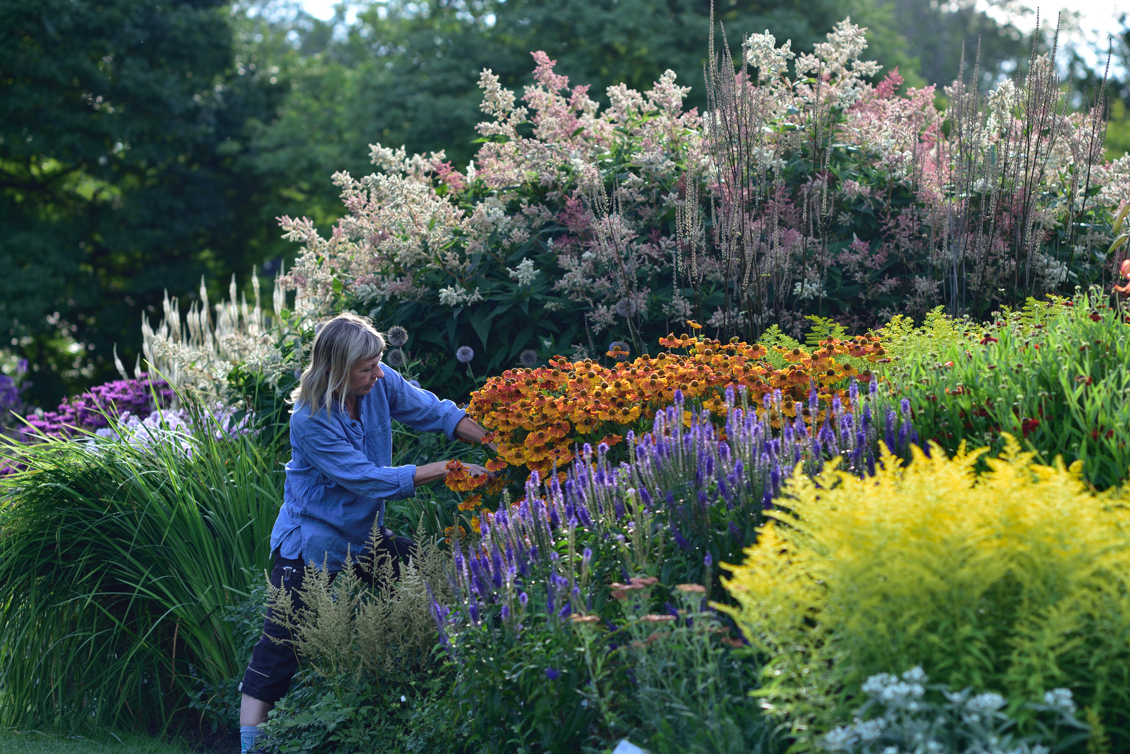Gardener among the perennials in the Botanical Garden