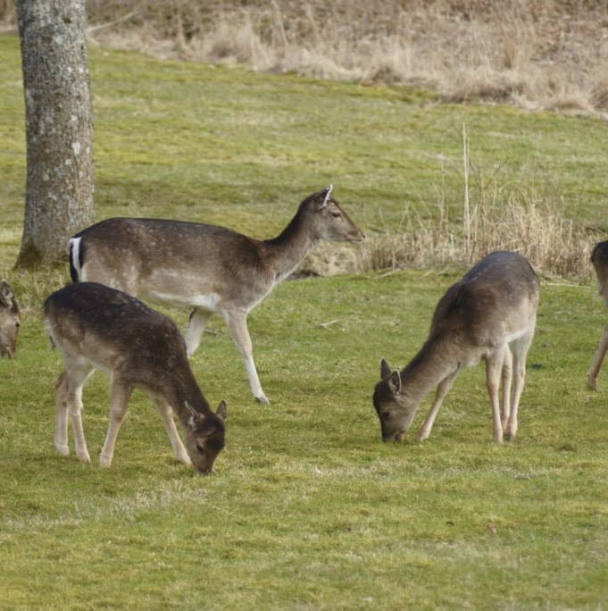 Grazing fallow deer, Trolmens Bed & Breakfast