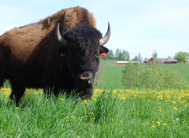 GateBison på Mobolets gård