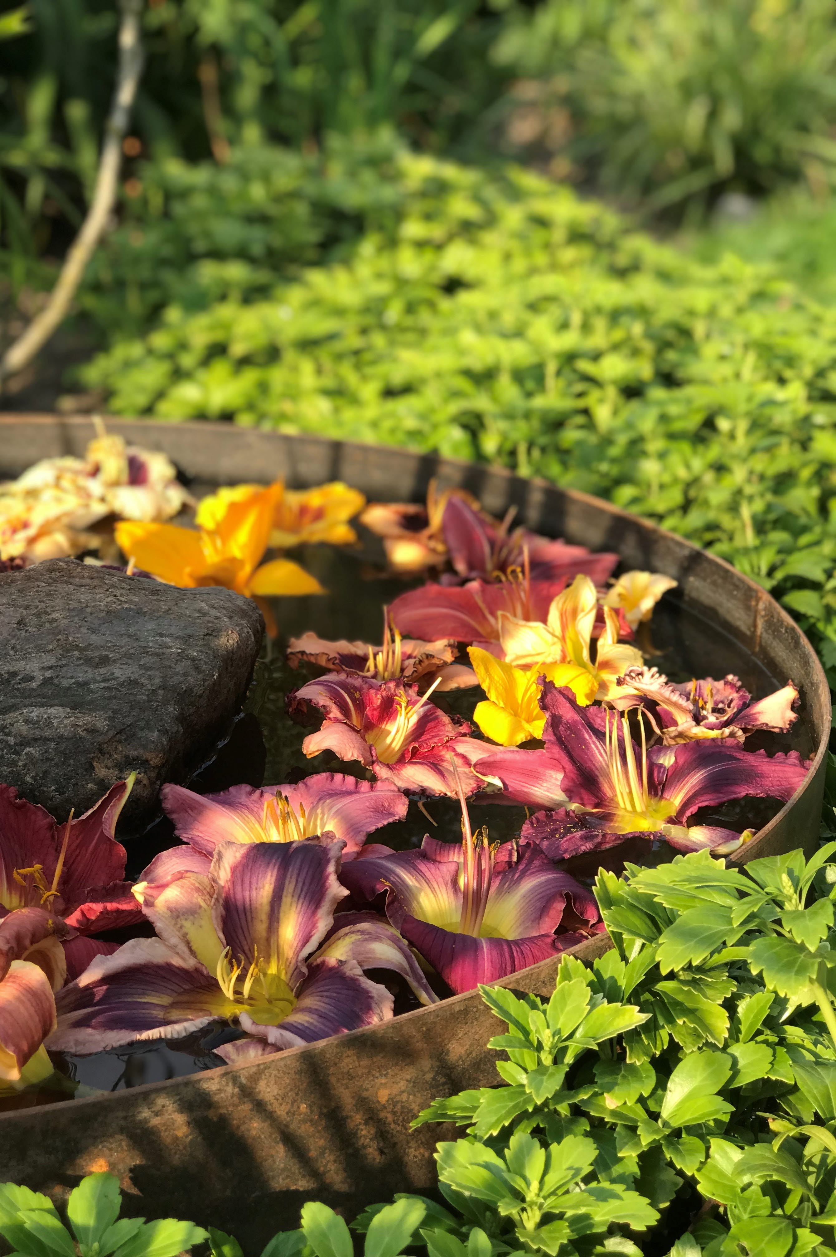 Blommor i vattentunna, Sinnlig Trädgård