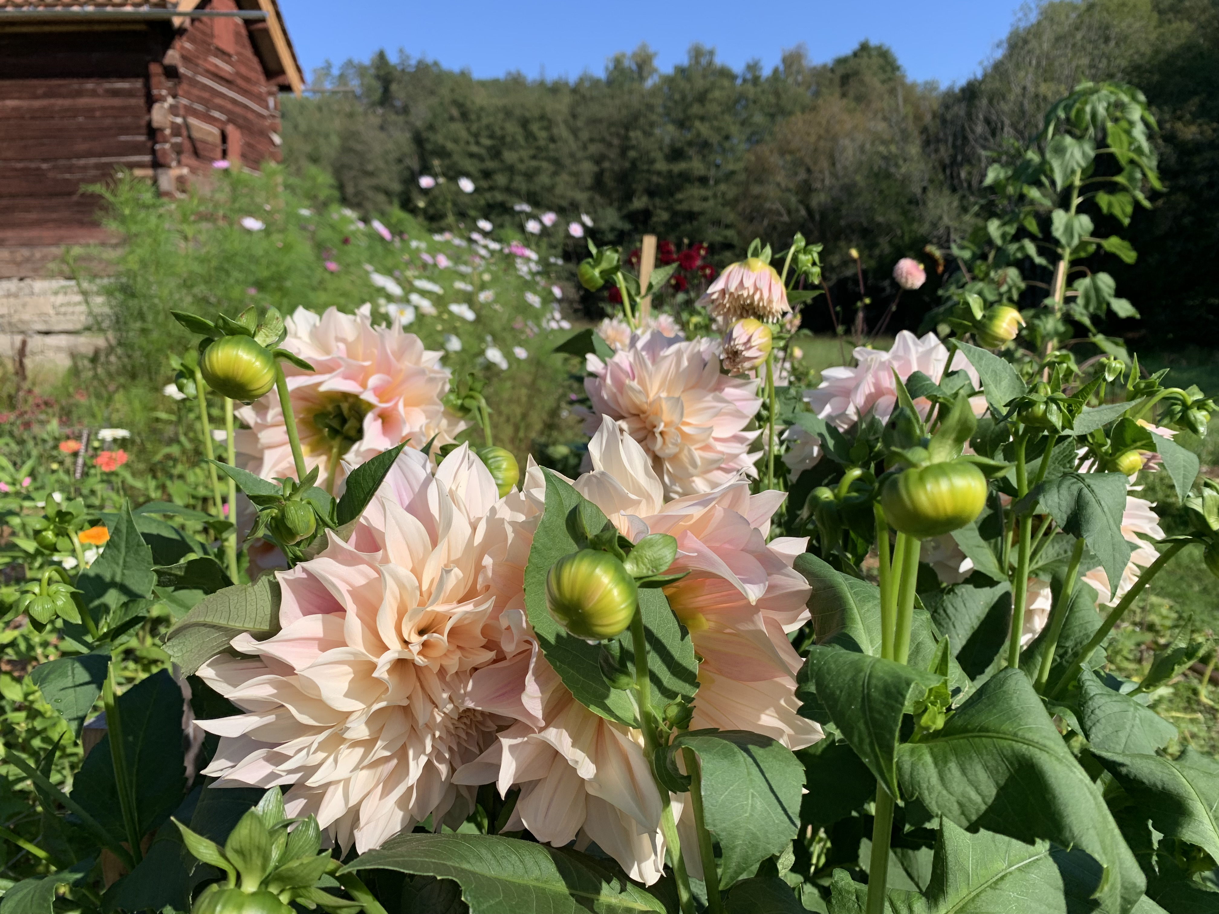 Flower beds at Fjälla Garden