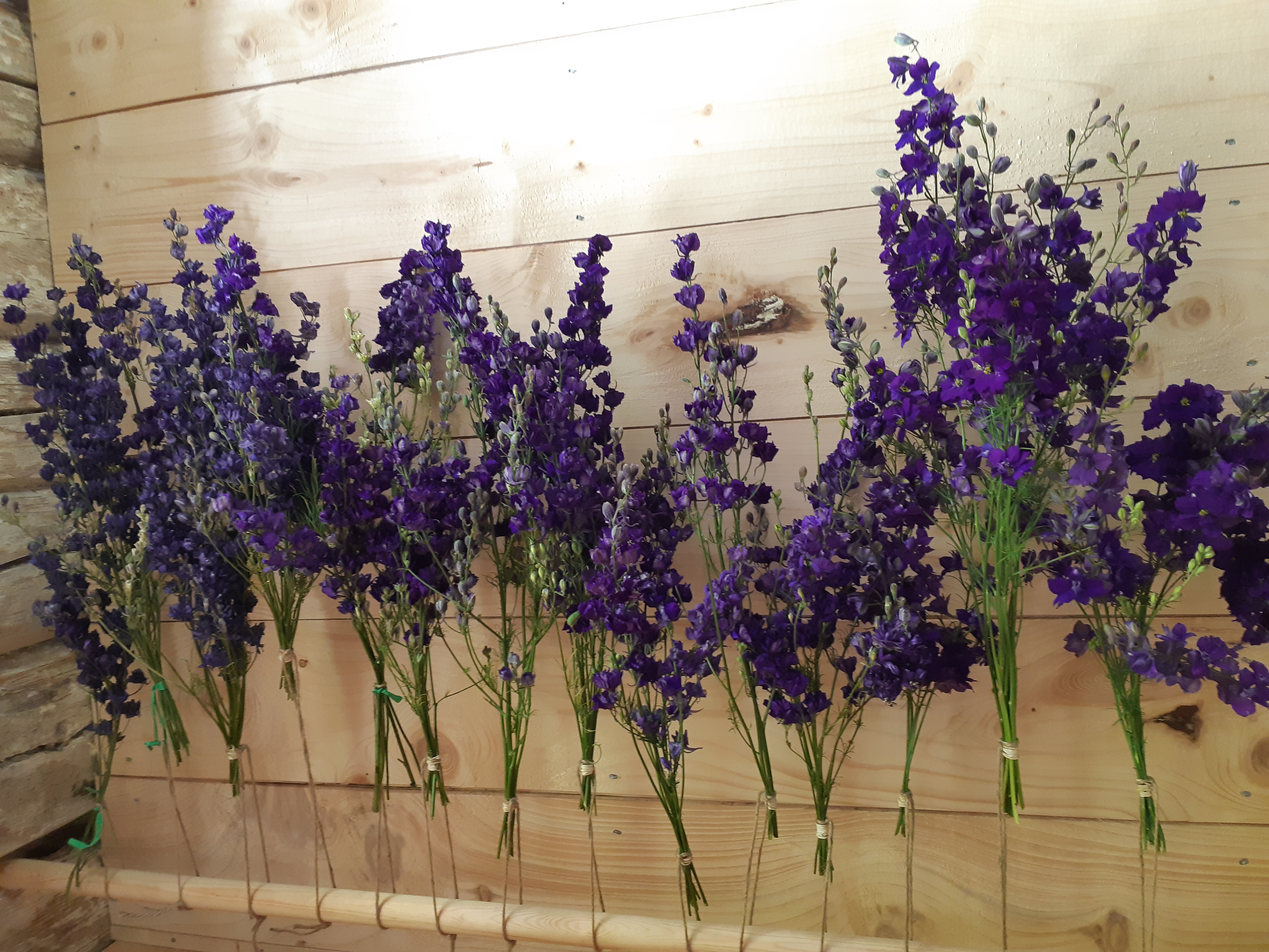 Buketter med lavendel på torkning, Fjälla Trädgård
