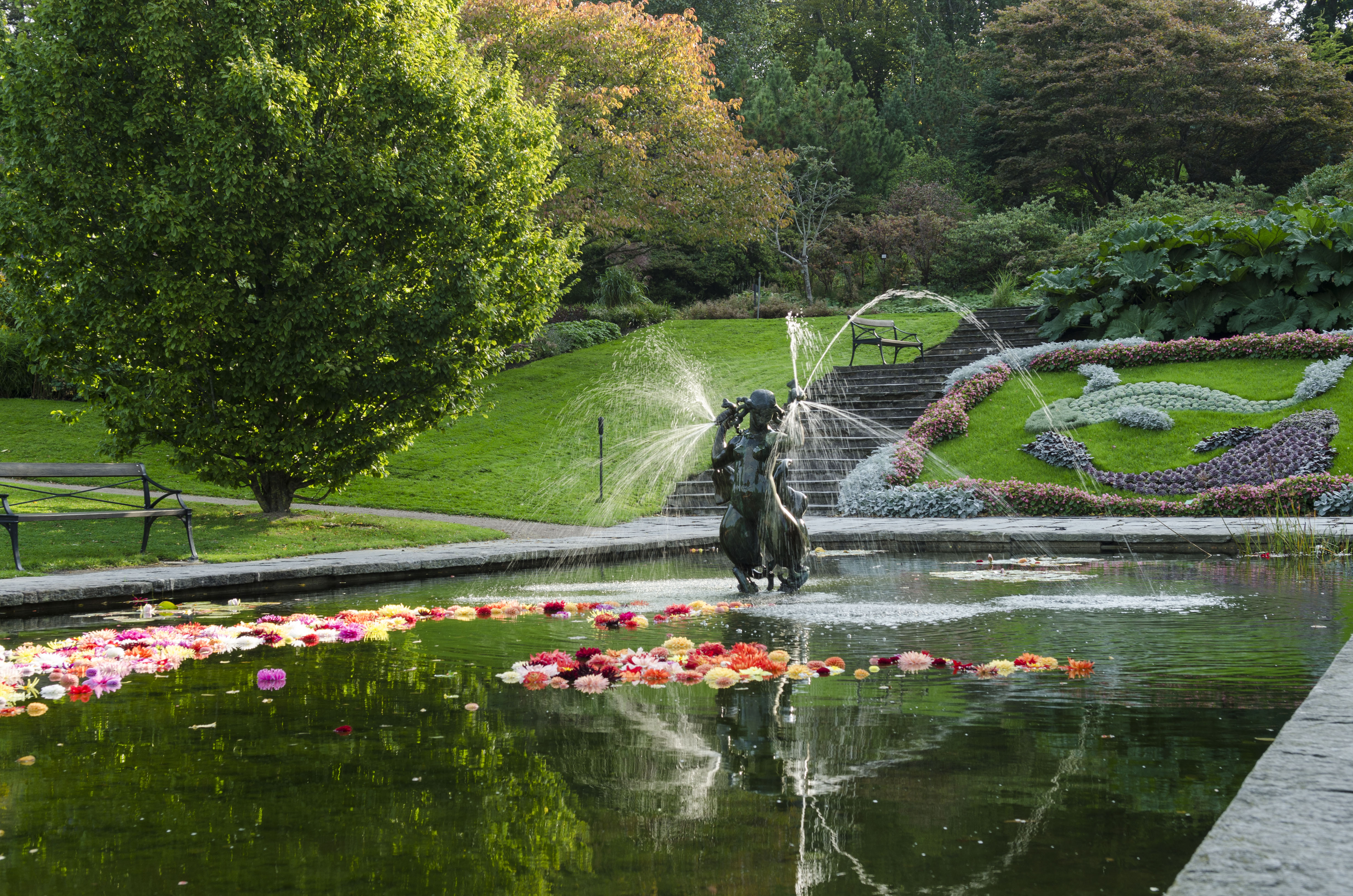Flytande Dahlior i spegeldammen