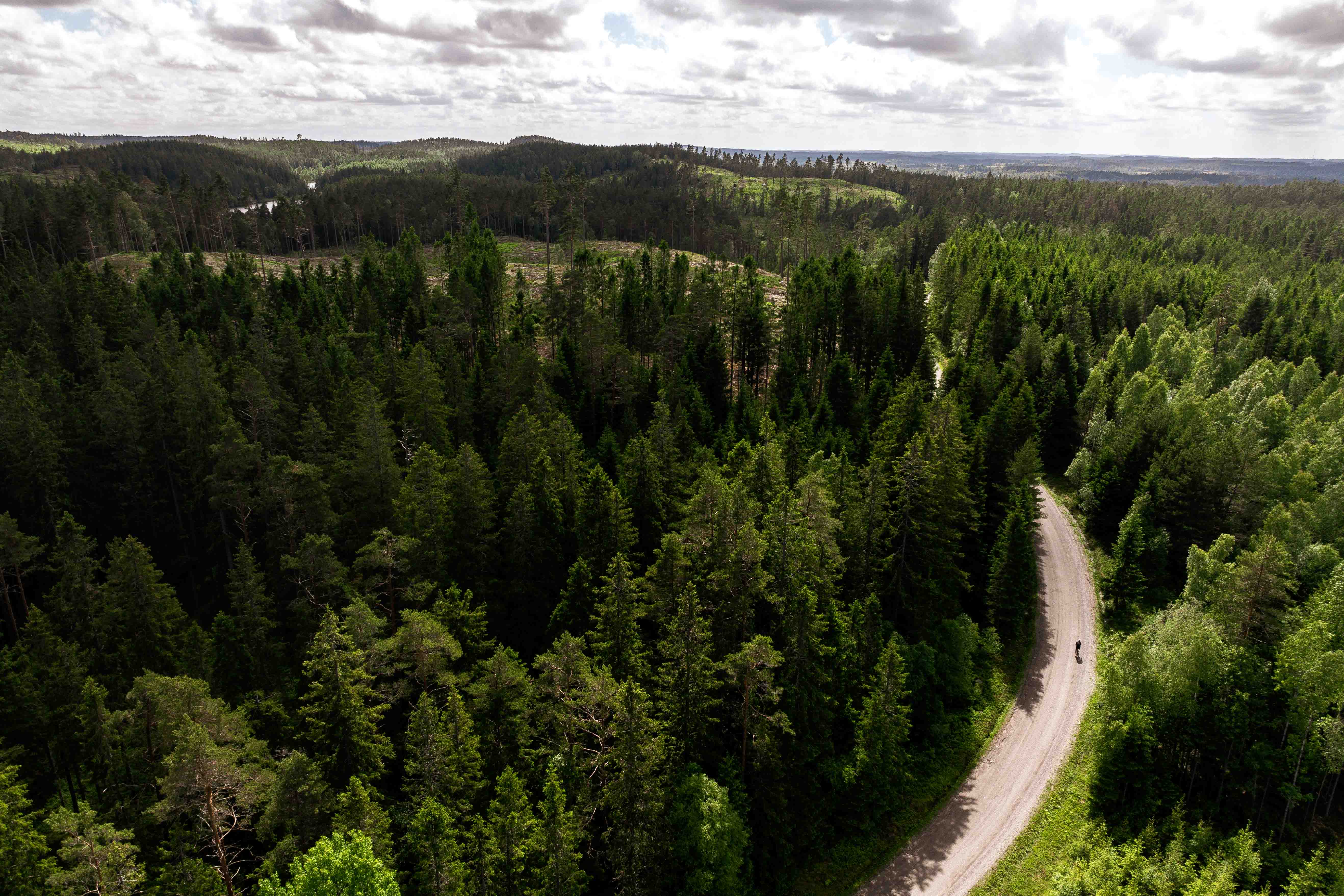 Berg- och dalbanan i granskogen