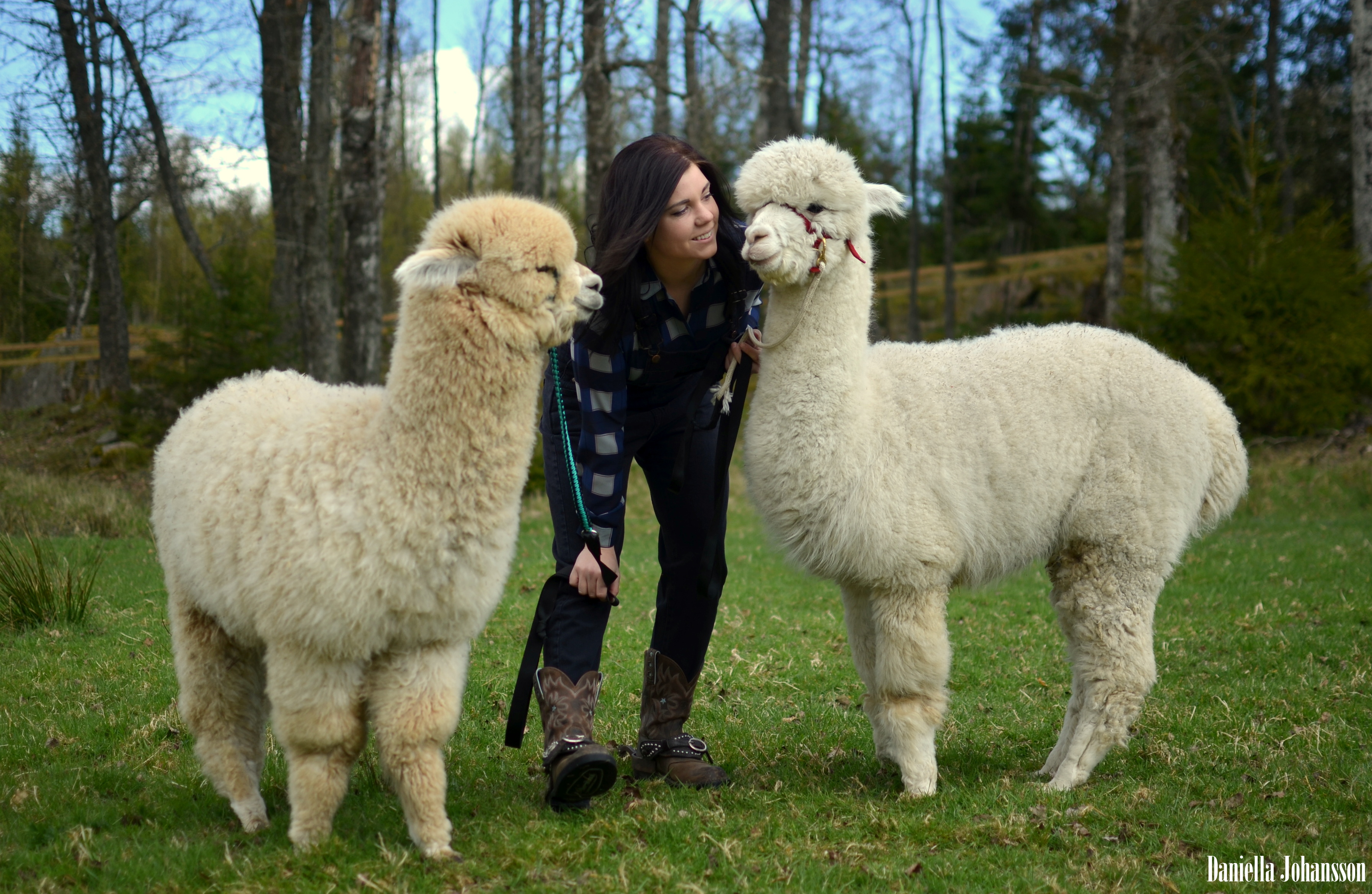Guiden gullar med alpackorna på Dalslands Alpacka.