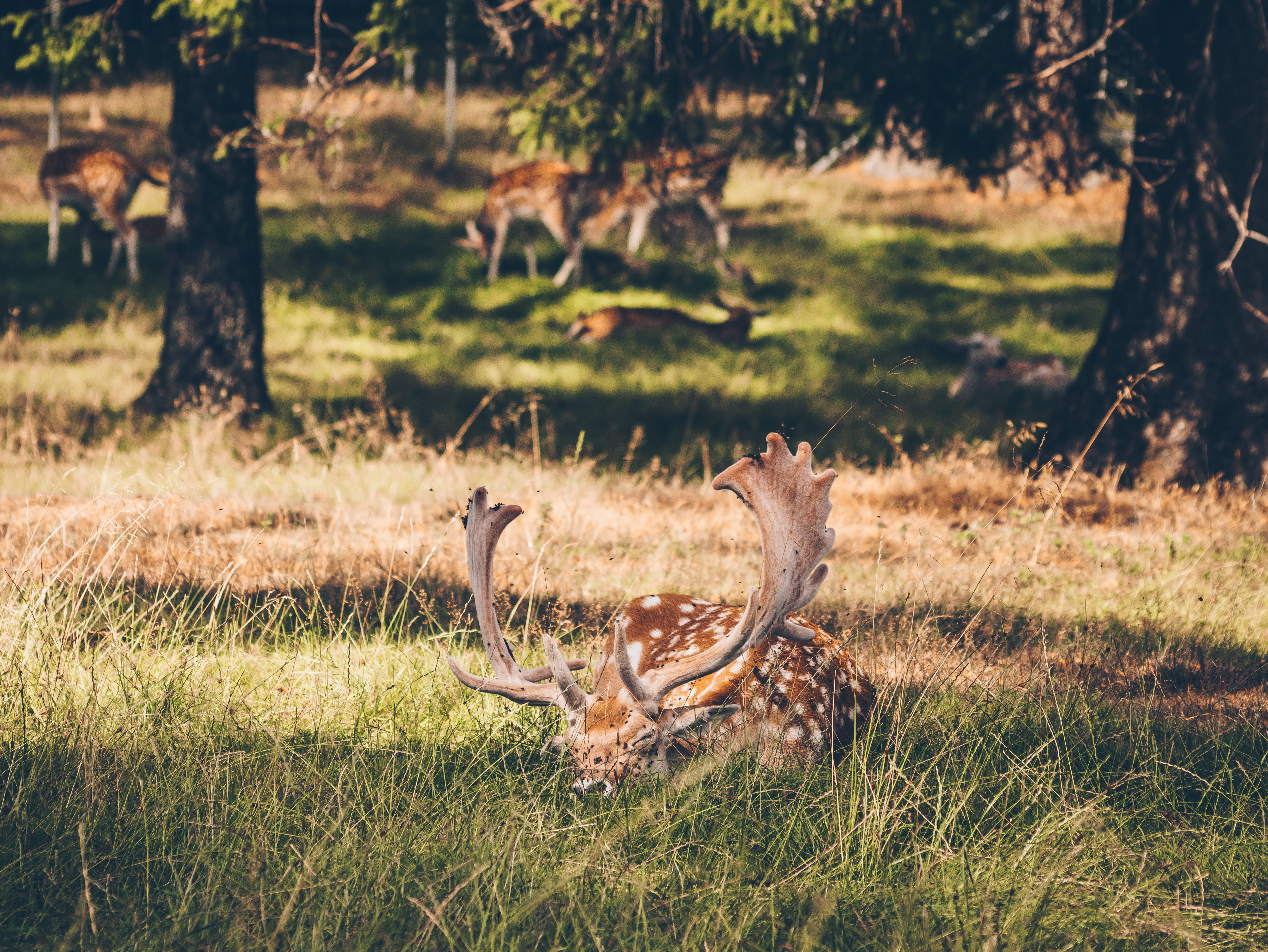 Dovhjortar i djurparken på Mösseberg, Platåbergens Geopark