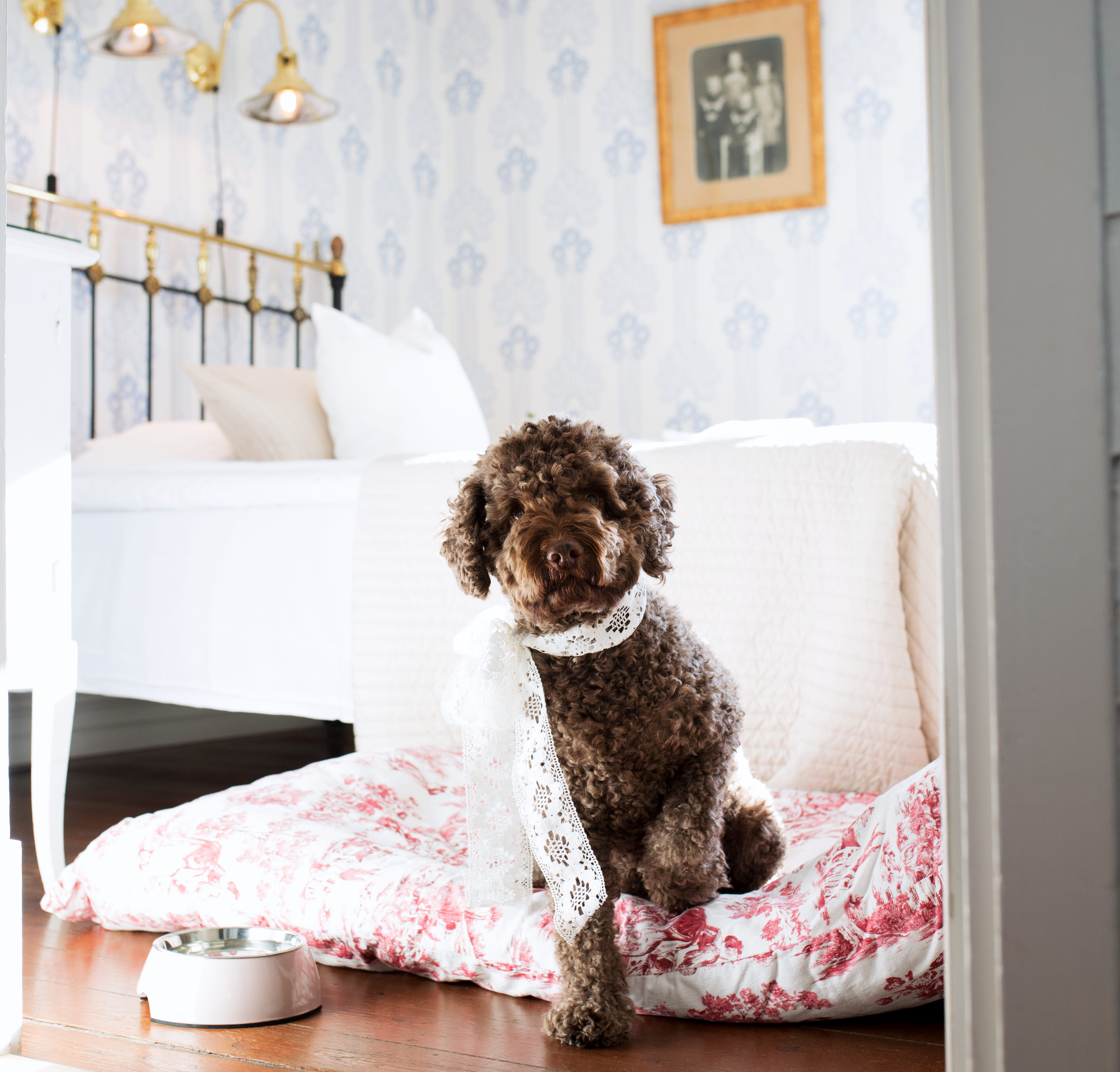 En hund i ett rum på Strandflickorna Hotell & Konferens, hundvänligt boende