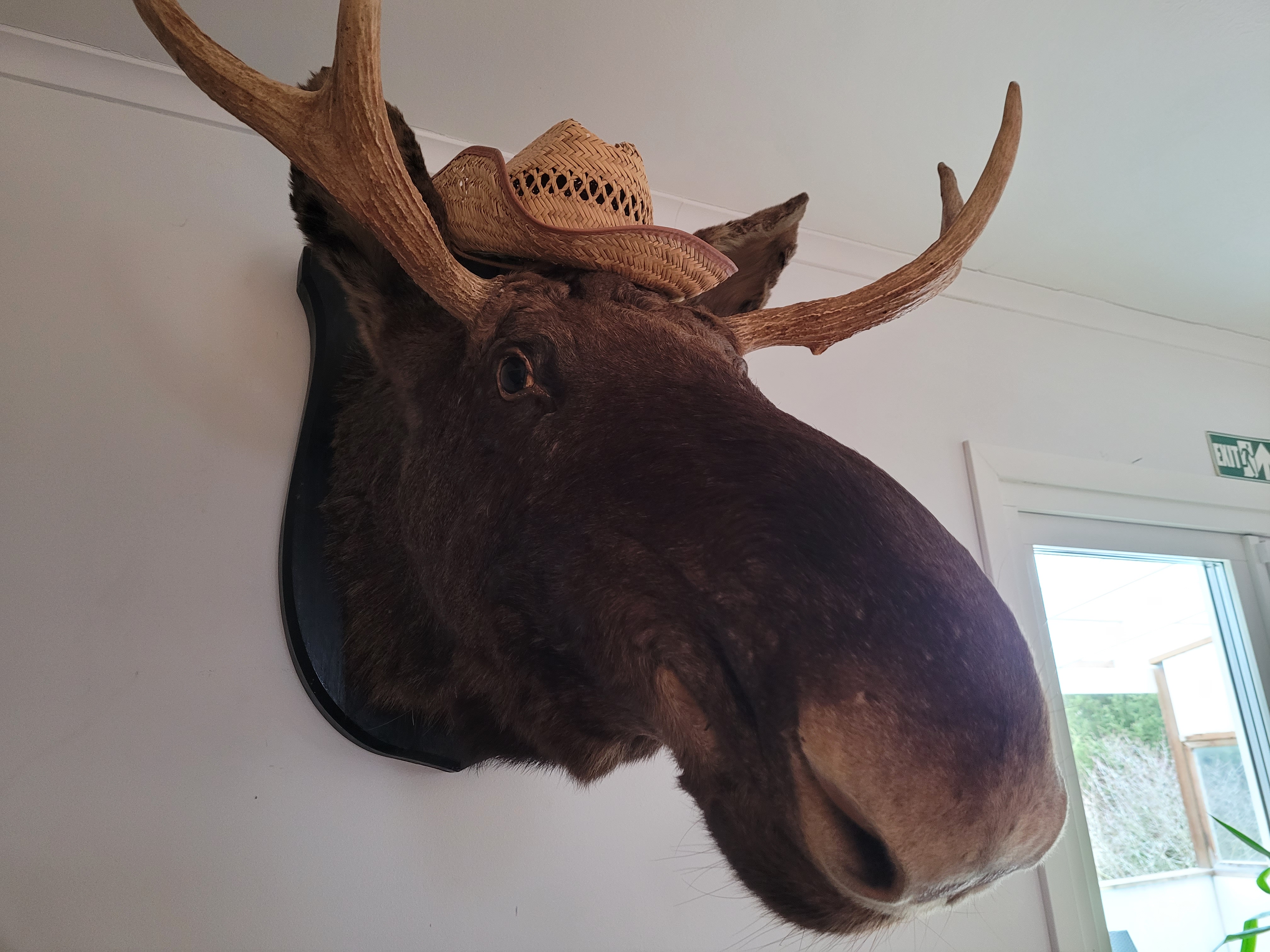 Ett uppstoppat älghuvud på väggen hos Landvetter BnB 