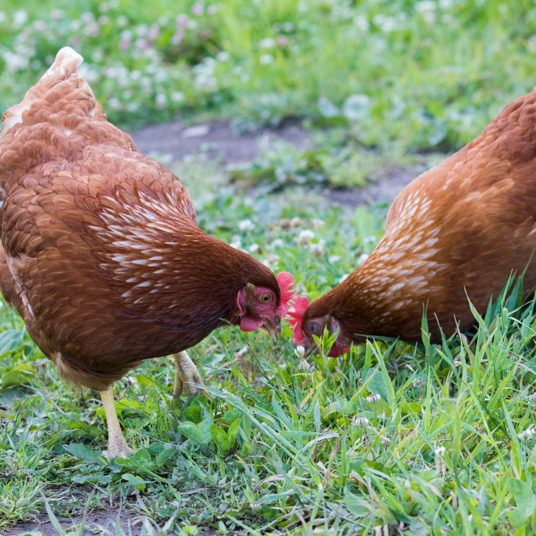 Höns på Everhags gård