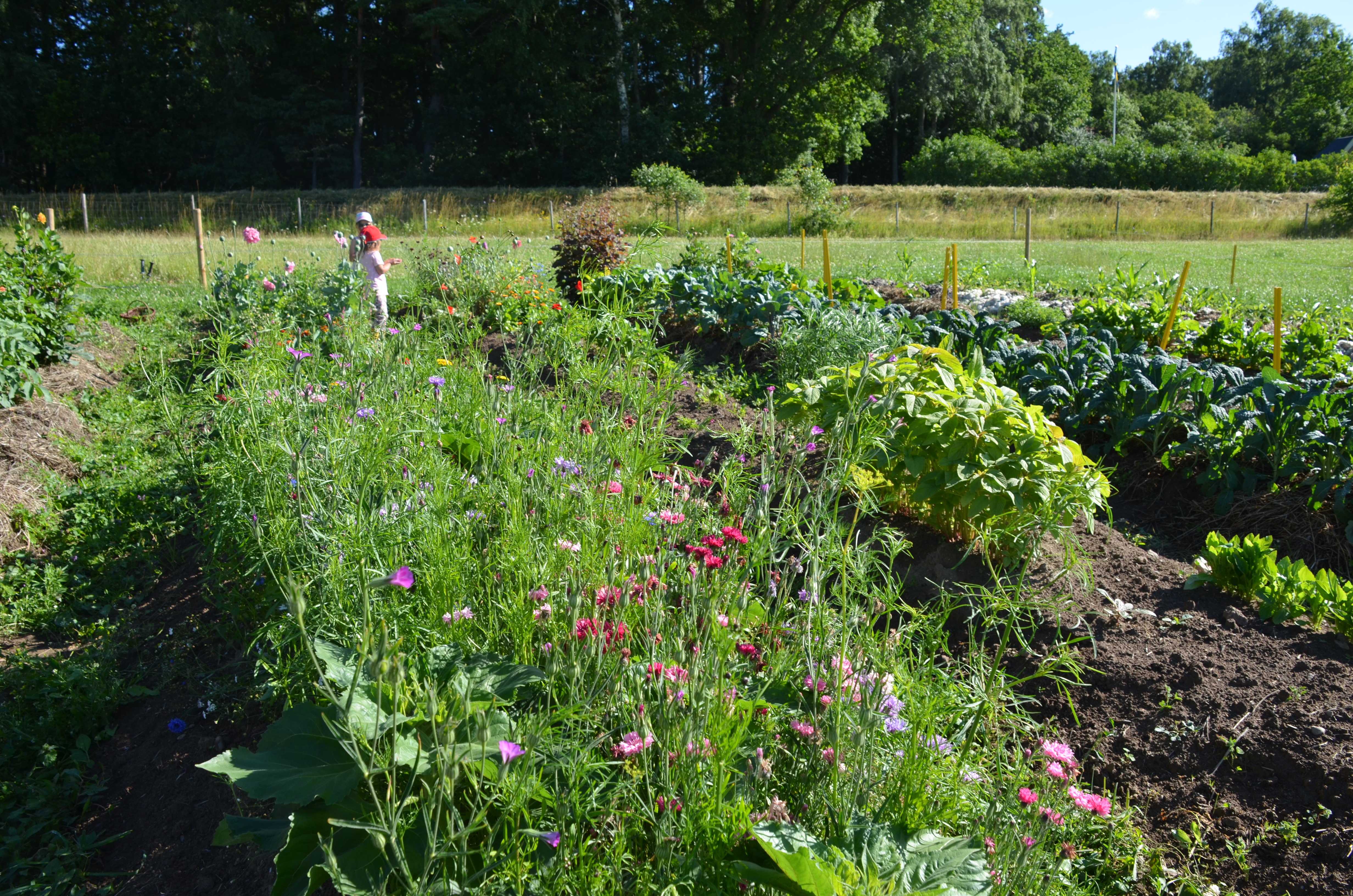 Självplock av Everhags snittblommor