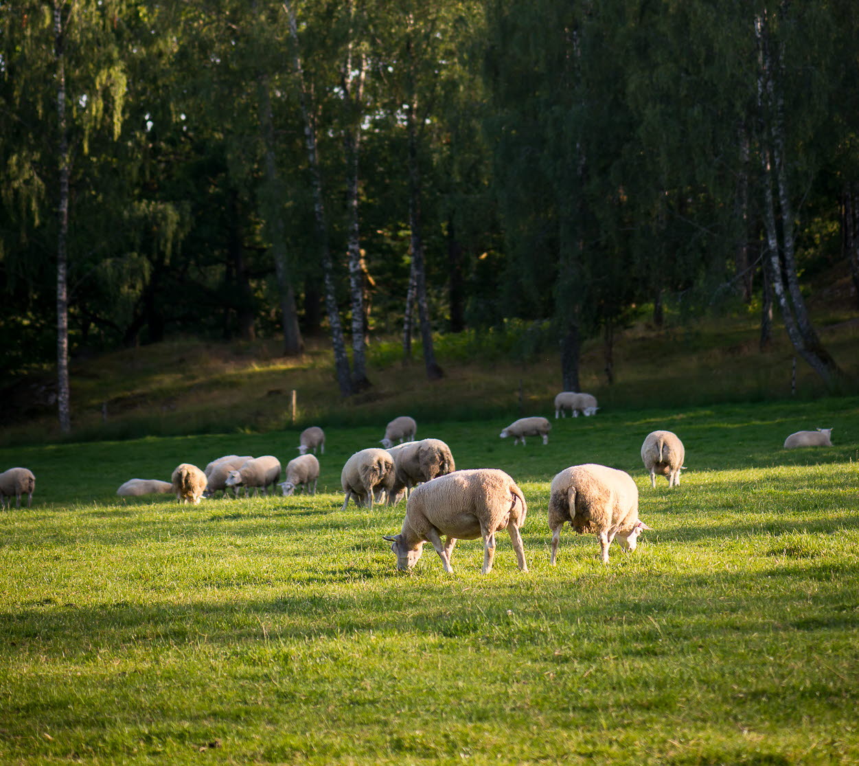Fårhagen på Ulkeröds Gård