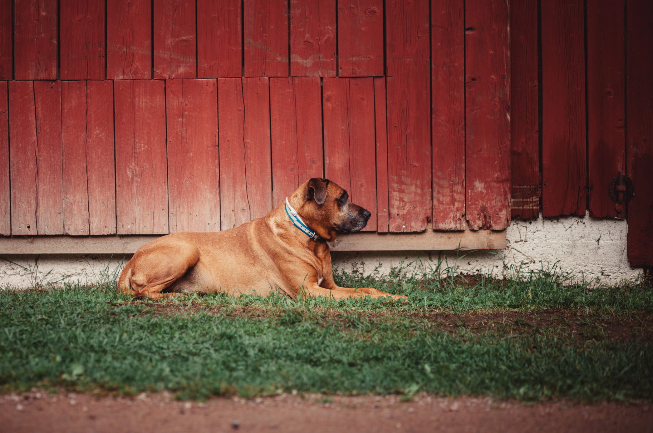 Farmlodge, hundvänligt boende - Stor hund vid en röd ladugårdsvägg