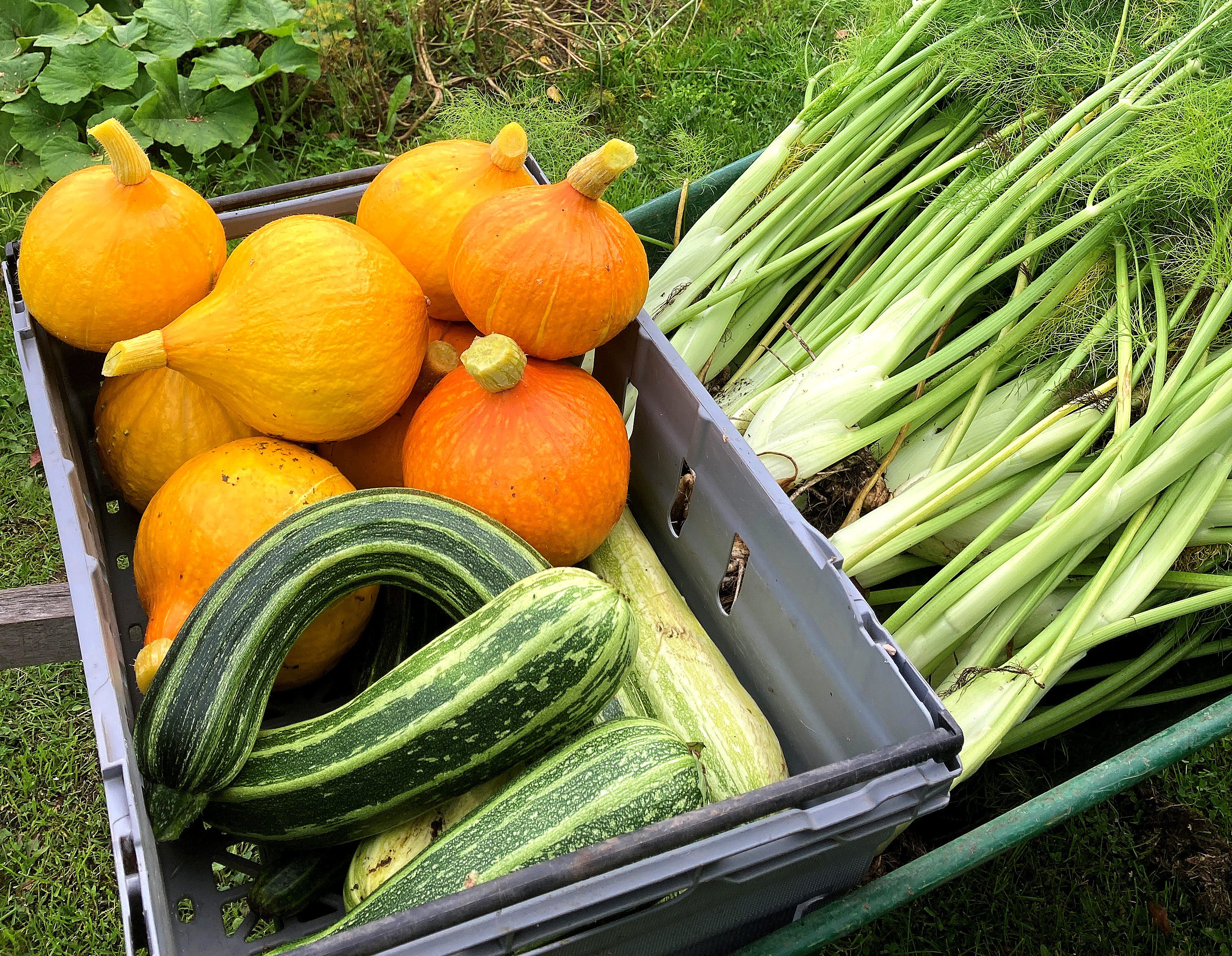 Fylld grönsakskorg i trädgården, Olofmånsgårdens Skafferi