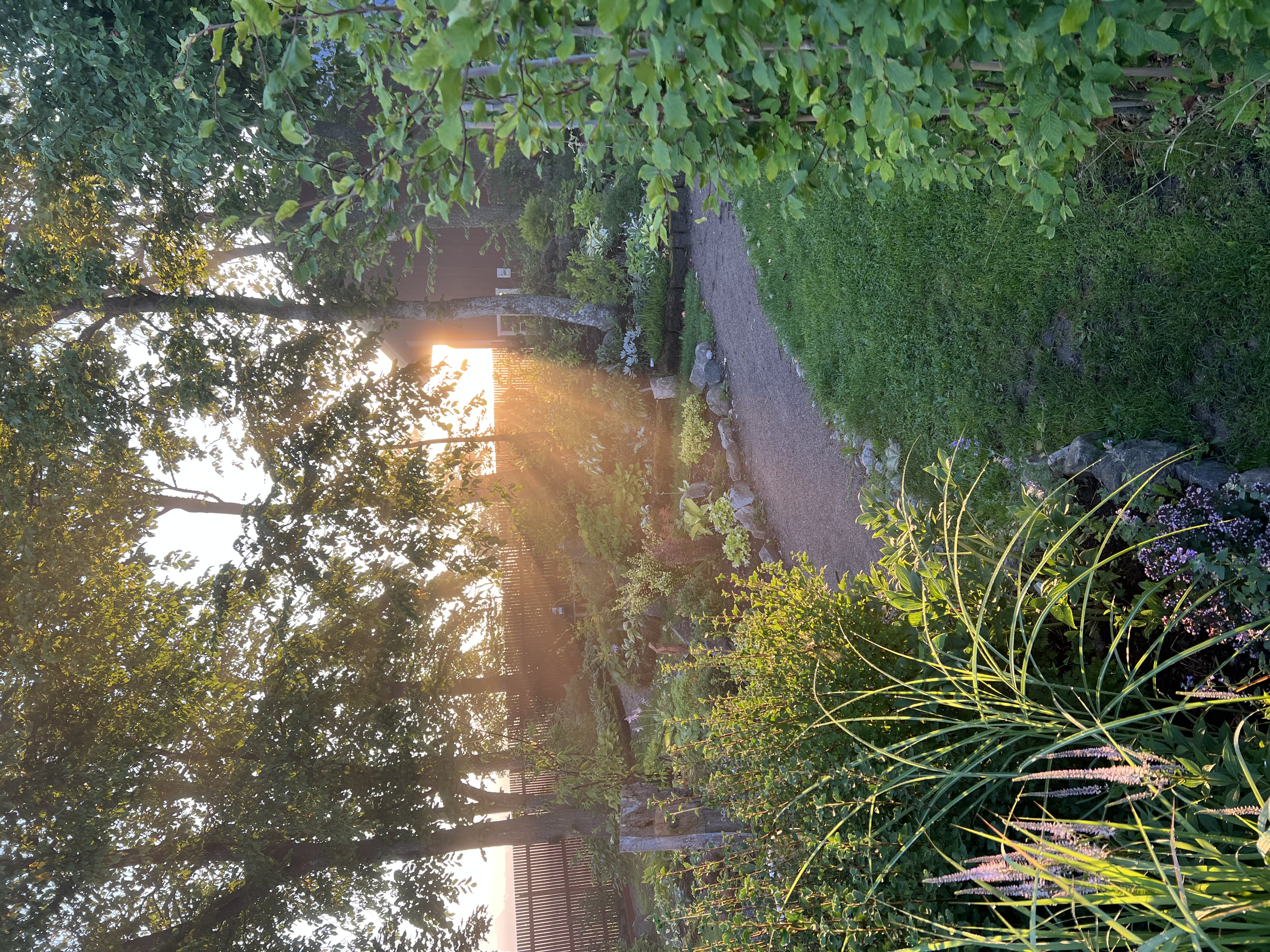 Grusgång i solnedgång på Sinnlig Trädgård