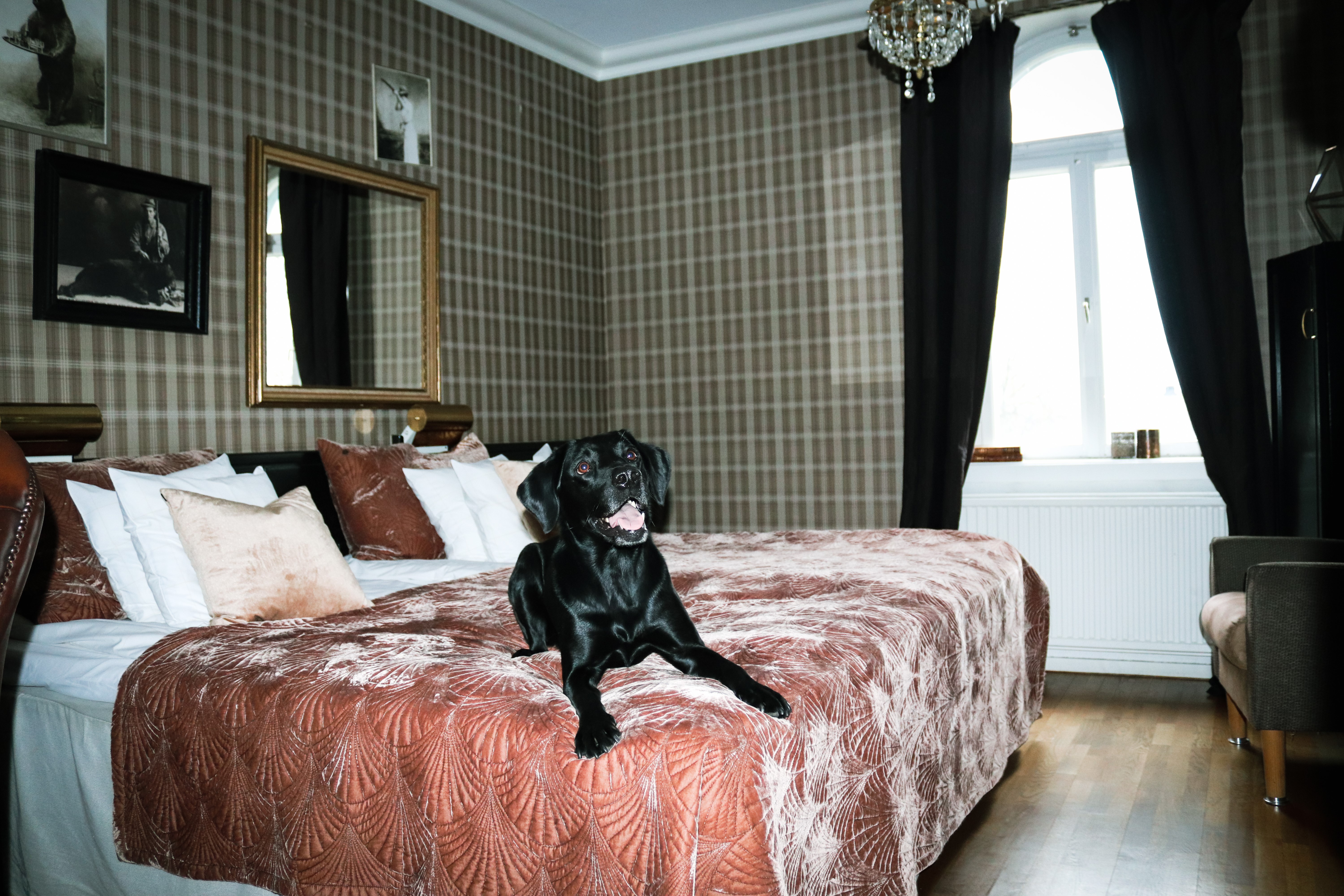 Hund ligger på hotellsängen på Stadshotellet i Lidköping
