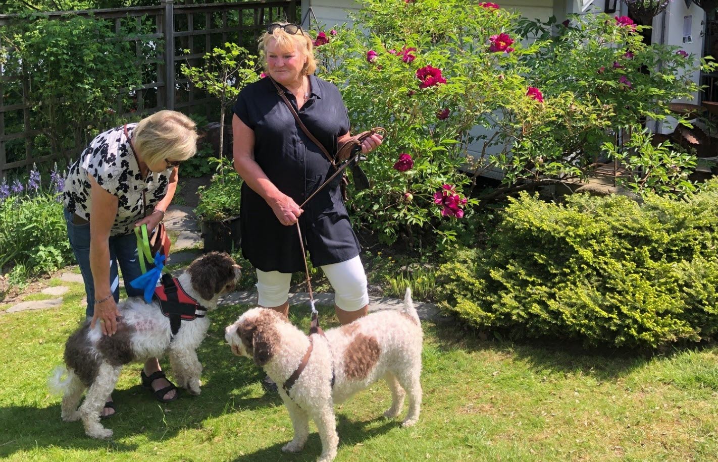 Känn trädgården - en hundvänlig besöksträdgård i Askim, Göteborg