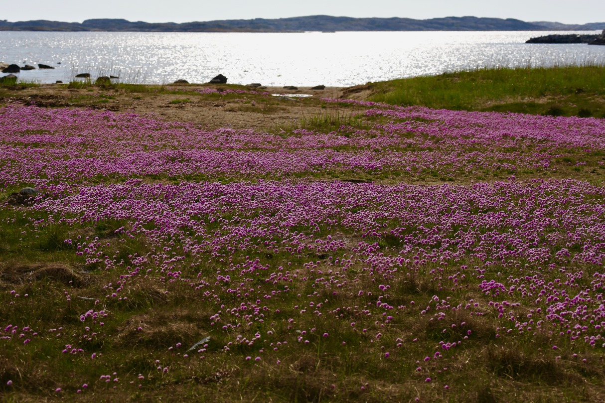 Lila blommor på strandäng vid Kosterhavet, Koster Kayak Tours