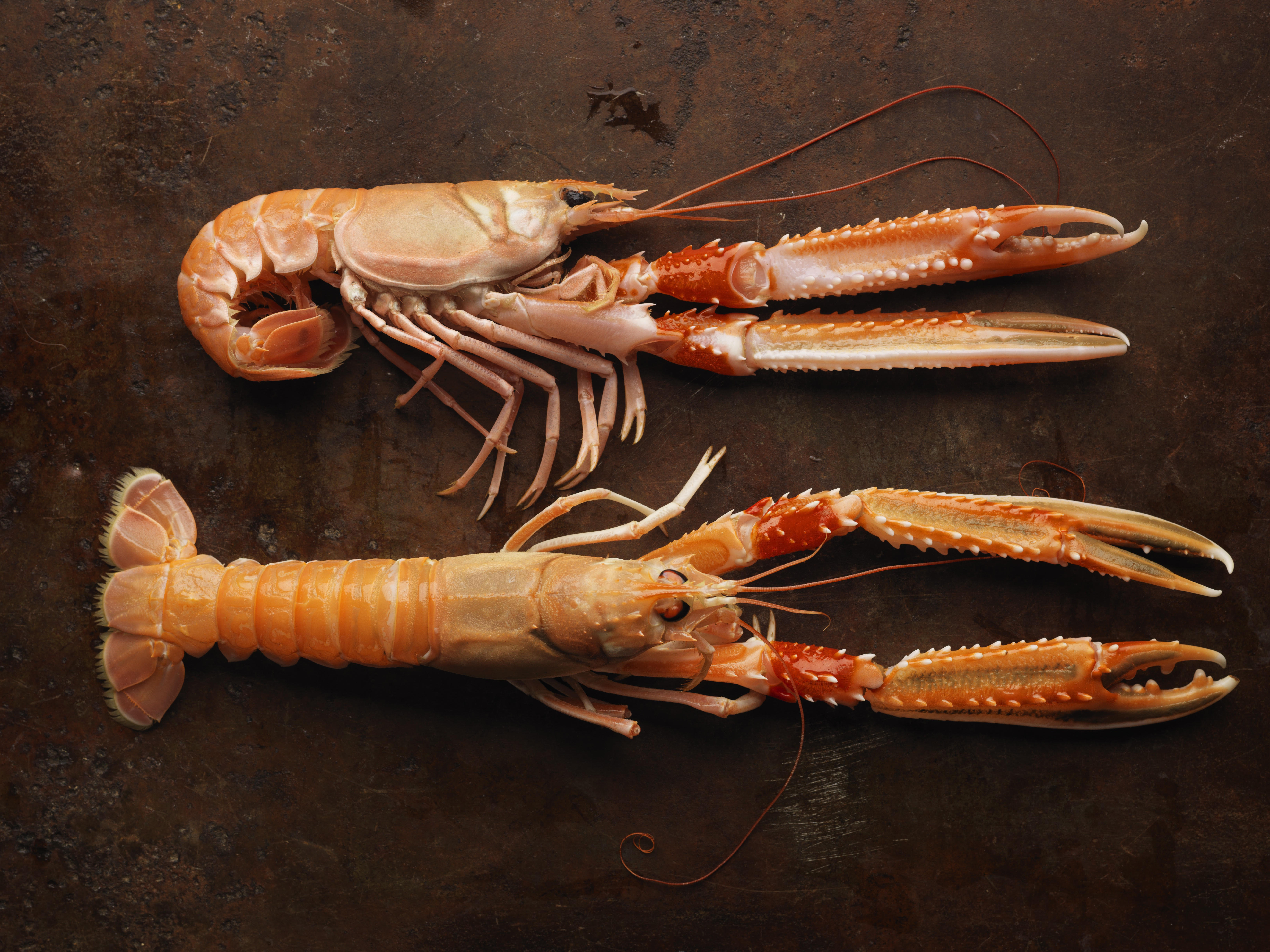 Pinfärska havskräftor, Norra Hamnen 5