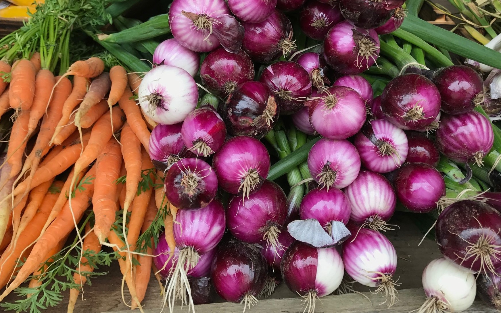 Färska grönsaker från Sammels Lantgård.